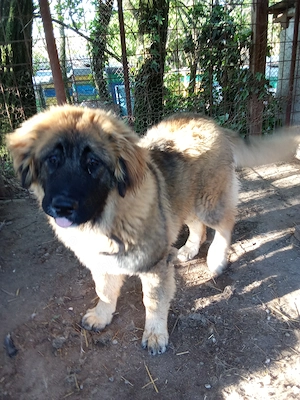 Caucazian femela - imagine 2