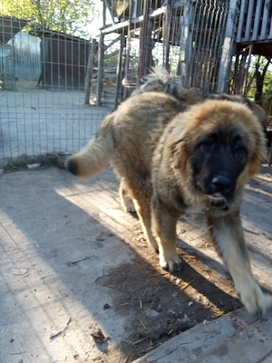 Caucazian femela - imagine 5