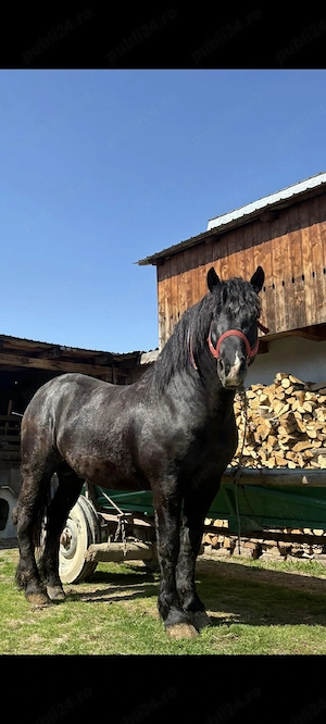 Armasar .. - imagine 2