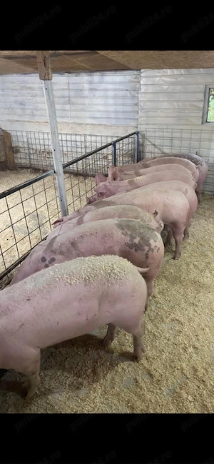 Porci de vanzare  - imagine 2