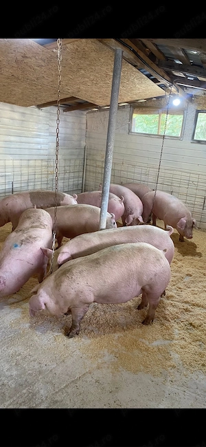 Porci de vanzare  - imagine 3