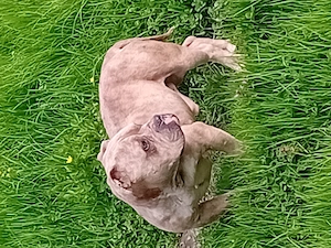 American bully mascul