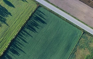 Teren Agricol Timiș 