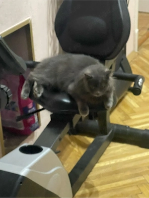 pisică british  - imagine 3