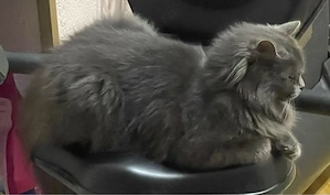 pisică british  - imagine 2