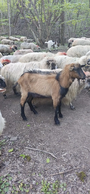 țapi rasa alpină franceză de vânzare - imagine 2