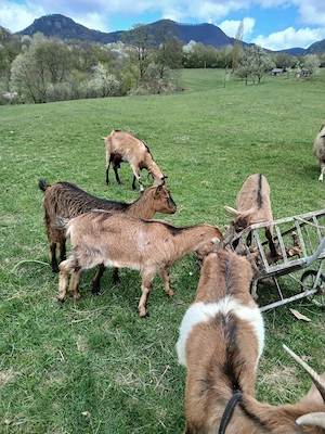țapi rasa alpină franceză de vânzare - imagine 5