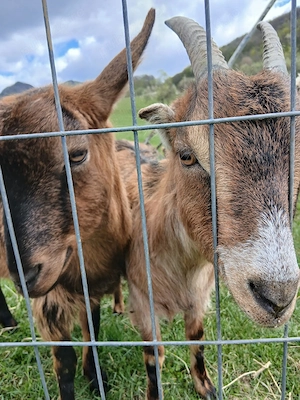 țapi rasa alpină franceză de vânzare - imagine 4