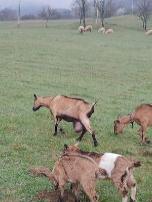 țapi rasa alpină franceză de vânzare - imagine 3