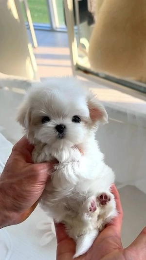 Baietel Bichon Maltese mini toy