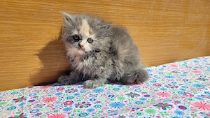 scottish  fold si scottish straight.  - imagine 4