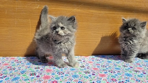 scottish  fold si scottish straight.  - imagine 2