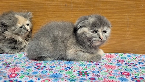 scottish  fold si scottish straight.  - imagine 3