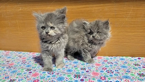 scottish  fold si scottish straight.  - imagine 5