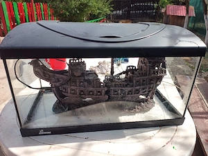 acvariu diversa  - imagine 2