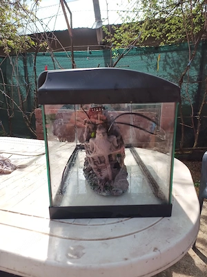 acvariu diversa  - imagine 4