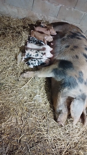 Scroafa cu purcei  - imagine 3