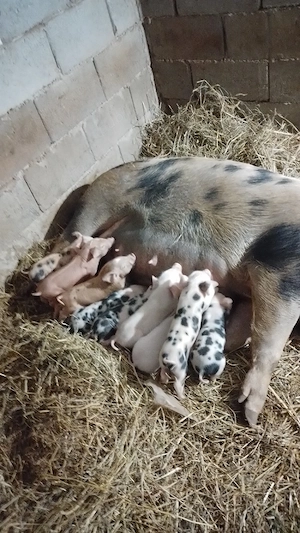 Scroafa cu purcei  - imagine 2