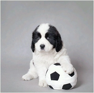 Femelă Ciobanesc Bucovina  - imagine 2