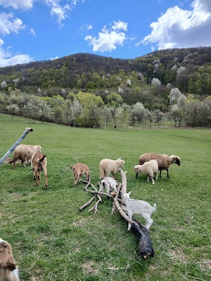 țapi rasa alpină franceză de vânzare - imagine 8