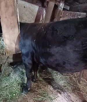 Vitel Angus de vanzare