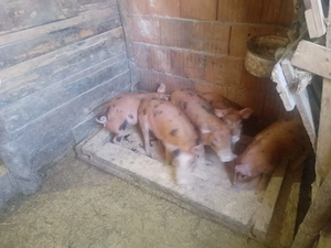 purcei de 10 săptămâni 