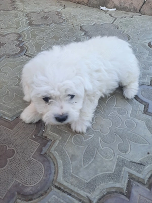 de vînzare - imagine 5