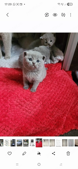 pui pisica - imagine 2