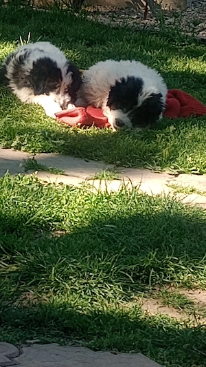 vand căței de Bucovina  - imagine 3