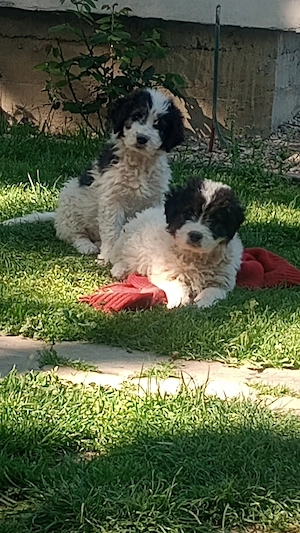 vand căței de Bucovina  - imagine 2