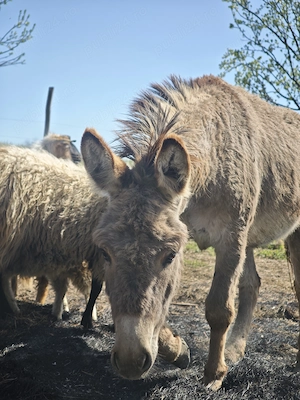 Vând măgăriță! - imagine 3