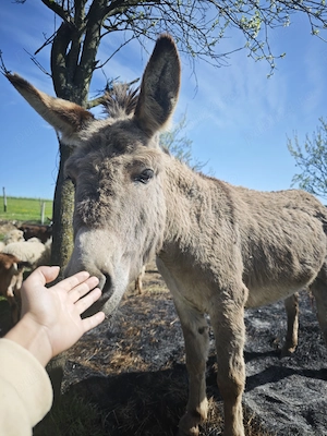 Vând măgăriță! - imagine 2