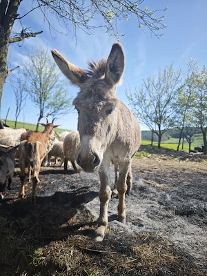 Vând măgăriță! - imagine 4