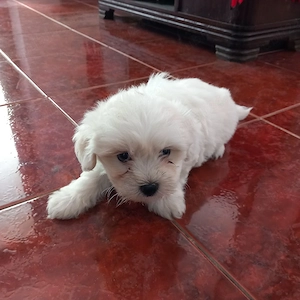 Bishoni maltezi toy - imagine 5