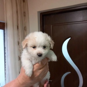 Bishoni maltezi toy - imagine 2