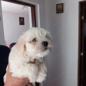 Bishoni maltezi toy - imagine 3