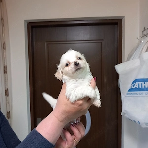 Bishoni maltezi toy - imagine 4