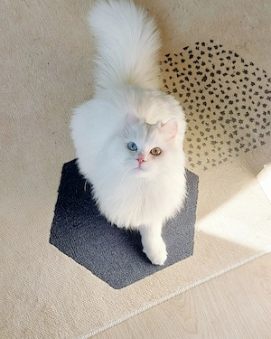 Angora Turceasca   puiuti - imagine 5