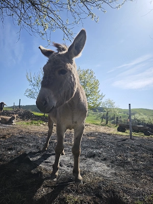 Vând măgăriță! - imagine 5