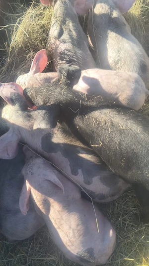 vand pucei 7 săptămâni 