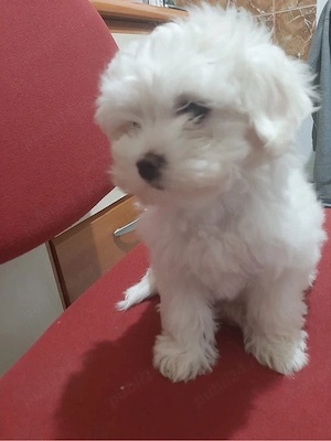 bichon maltez 2 luni  - imagine 2