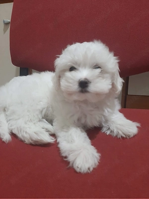 bichon maltez 2 luni  - imagine 3