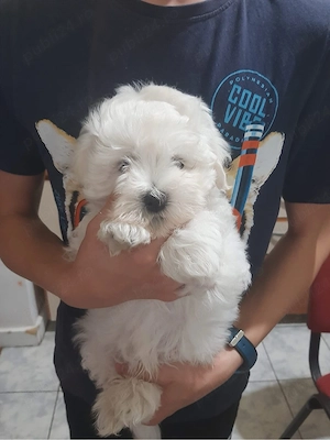 bichon maltez 2 luni 