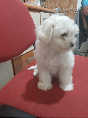 bichon maltez 2 luni  - imagine 4