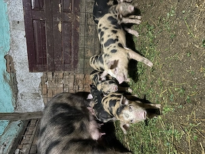 Purcei de vânzare  - imagine 3