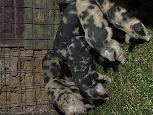 Purcei de vânzare  - imagine 2