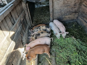 Vand purcei - imagine 2