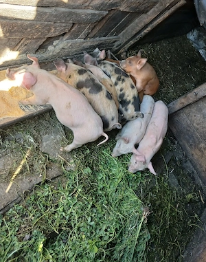 Vand purcei - imagine 3