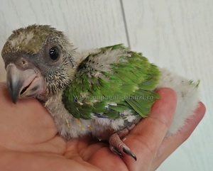 vand pui blanzi de papagal Senegal