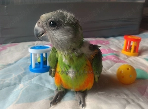 vand pui blanzi de papagal Senegal - imagine 3